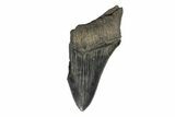 Partial Megalodon Tooth - Sharply Serrated #172175-1